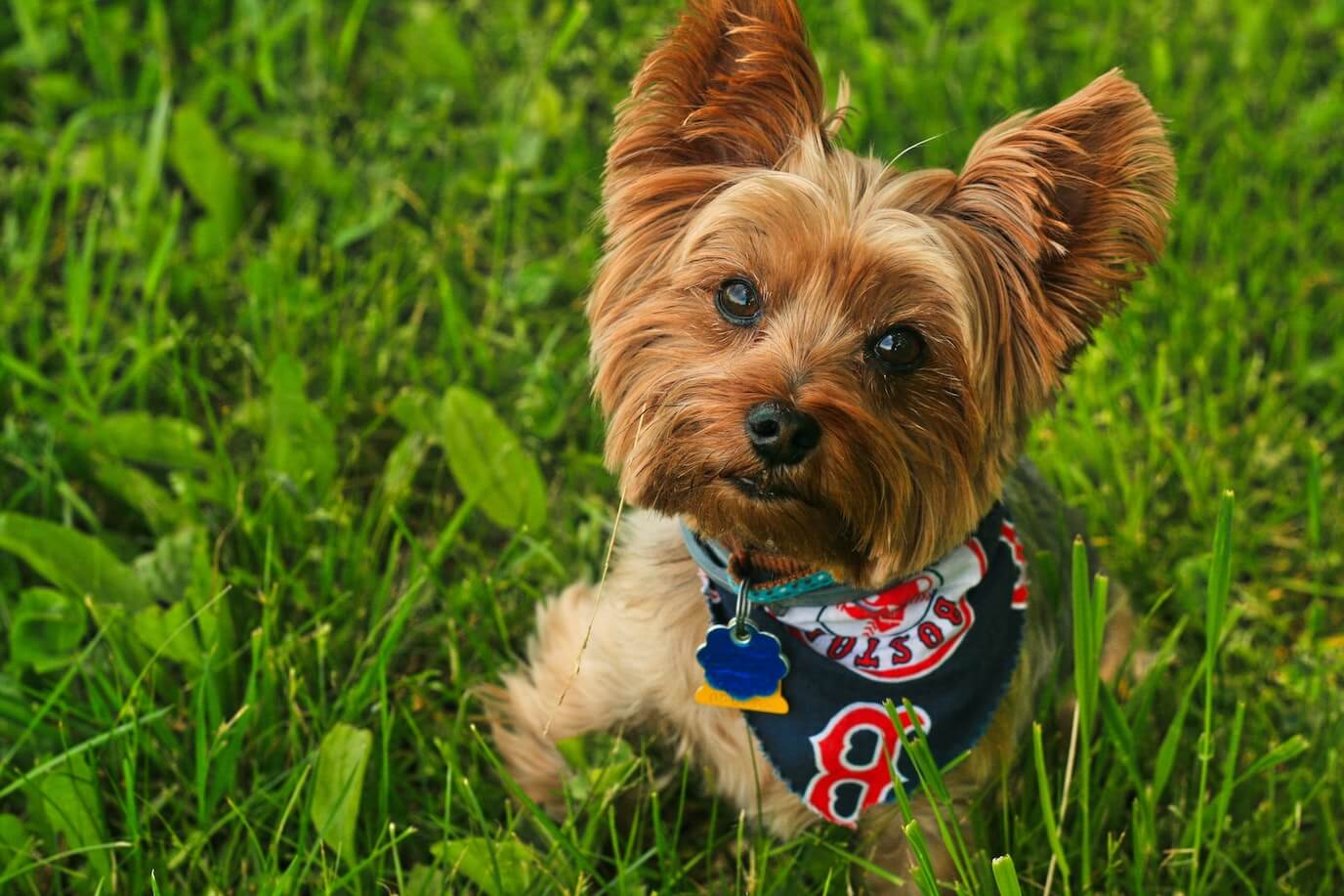 dog wearing bandana